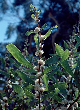 APII jpeg image of Hakea benthamii  © contact APII