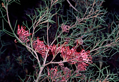 APII jpeg image of Hakea purpurea  © contact APII