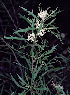 APII jpeg image of Hakea varia  © contact APII