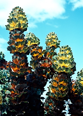 APII jpeg image of Hakea victoria  © contact APII