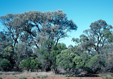 APII jpeg image of Acacia harpophylla  © contact APII