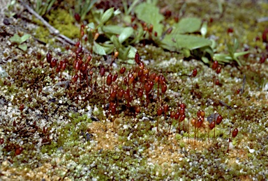 APII jpeg image of Gemmabryum pachytheca  © contact APII