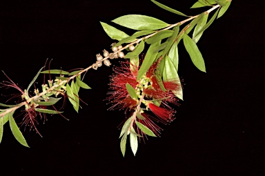 APII jpeg image of Callistemon viminalis  © contact APII