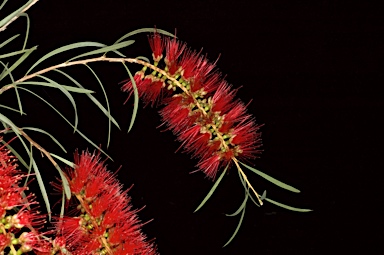 APII jpeg image of Callistemon phoeniceus  © contact APII