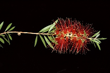 APII jpeg image of Callistemon 'Severn River'  © contact APII