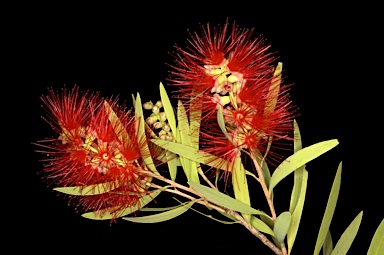 APII jpeg image of Callistemon viminalis 'Pindi Pindi'  © contact APII