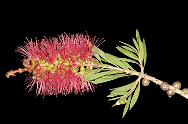 APII jpeg image of Callistemon comboynensis  © contact APII