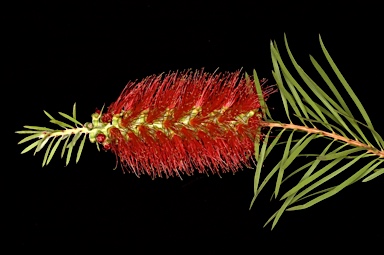 APII jpeg image of Callistemon citrinus  © contact APII