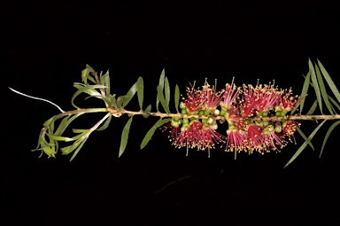 APII jpeg image of Callistemon rugulosus  © contact APII