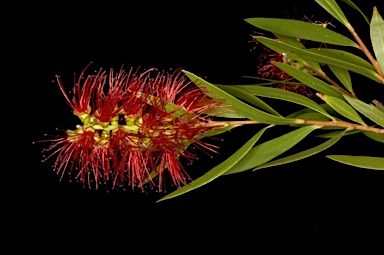 APII jpeg image of Callistemon 'Western Red'  © contact APII