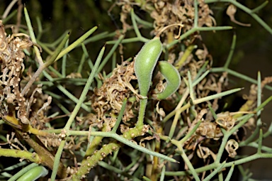 APII jpeg image of Hakea pulvinifera  © contact APII