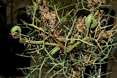 APII jpeg image of Hakea pulvinifera  © contact APII