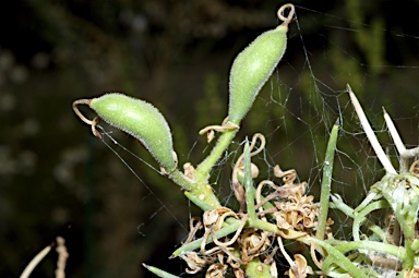 APII jpeg image of Hakea pulvinifera  © contact APII