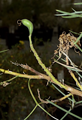 APII jpeg image of Hakea pulvinifera  © contact APII