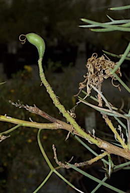 APII jpeg image of Hakea pulvinifera  © contact APII