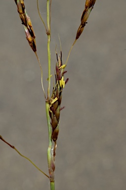 APII jpeg image of Sorghum leiocladum  © contact APII