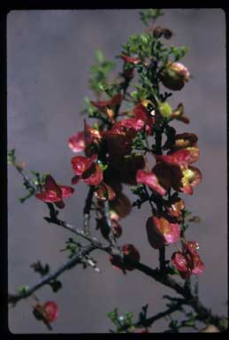 APII jpeg image of Dodonaea viscosa subsp. angustissima  © contact APII