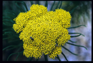 APII jpeg image of Cassinia leptocephala subsp. leptocephala  © contact APII