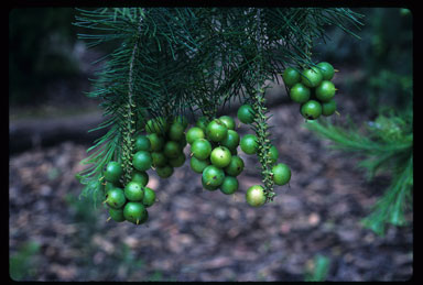 APII jpeg image of Persoonia linearis x pinifolia  © contact APII