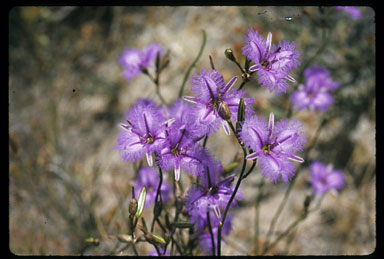 APII jpeg image of Thysanotus tuberosus  © contact APII