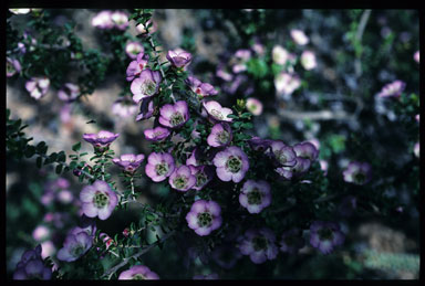 APII jpeg image of Leptospermum rotundifolium 'Lavender Queen'  © contact APII