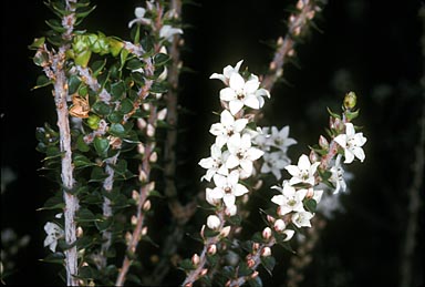 APII jpeg image of Epacris microphylla  © contact APII