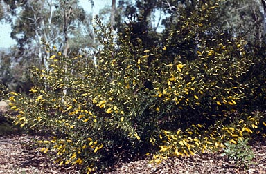 APII jpeg image of Acacia drummondii  © contact APII