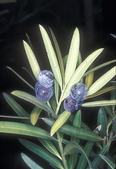 APII jpeg image of Podocarpus elatus  © contact APII