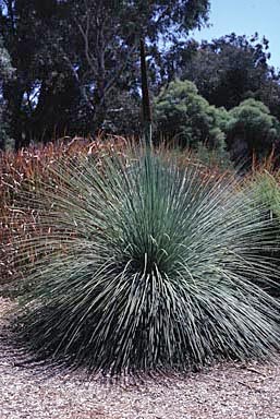 APII jpeg image of Xanthorrhoea glauca subsp. glauca  © contact APII