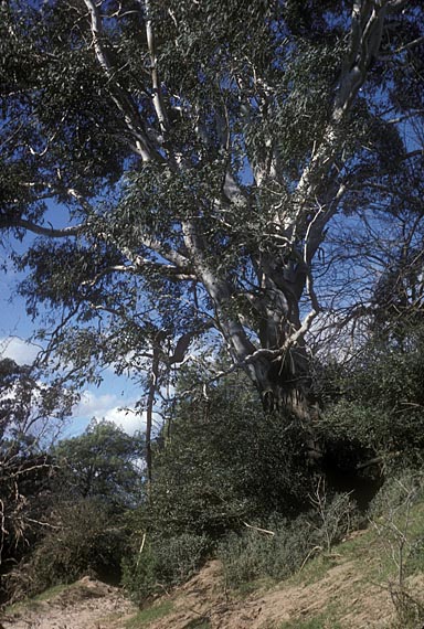 APII jpeg image of Eucalyptus benthamii  © contact APII