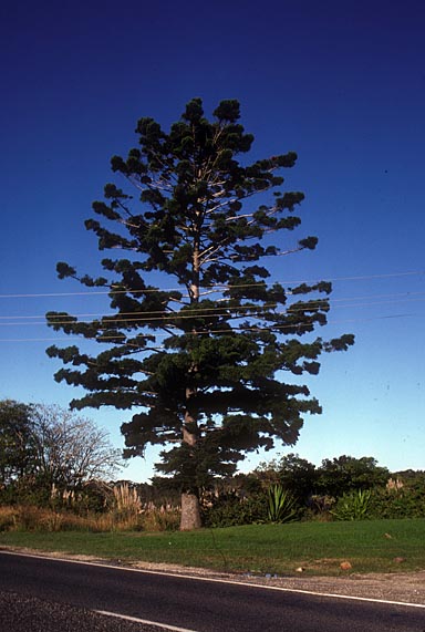 APII jpeg image of Araucaria cunninghamii  © contact APII