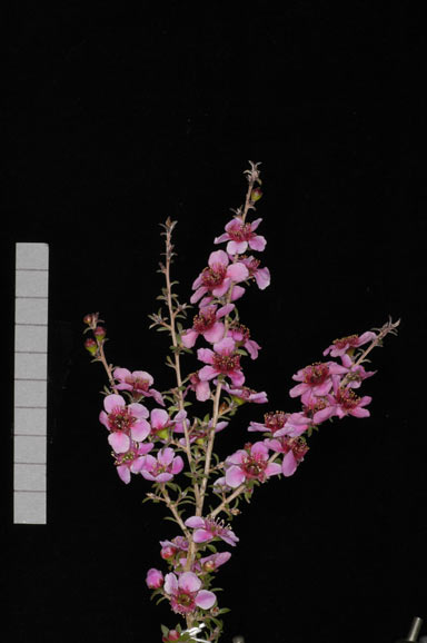 APII jpeg image of Leptospermum 'Alicia Rose'  © contact APII