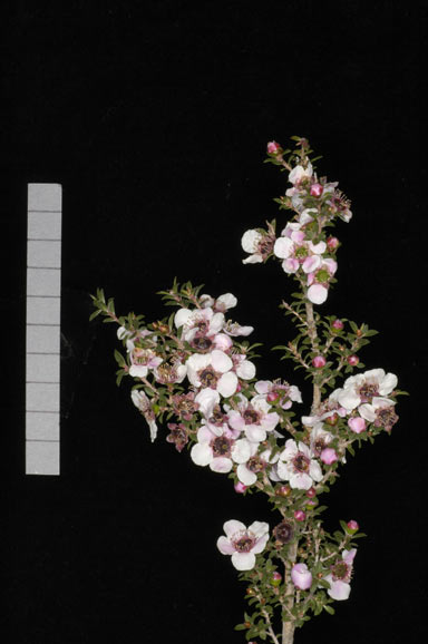 APII jpeg image of Leptospermum 'Stephen Rose'  © contact APII