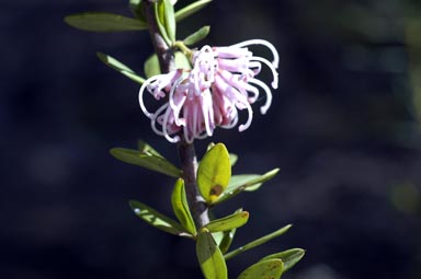 APII jpeg image of Grevillea sericea  © contact APII