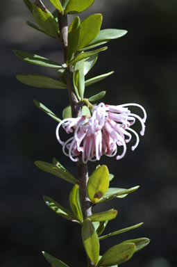 APII jpeg image of Grevillea sericea  © contact APII