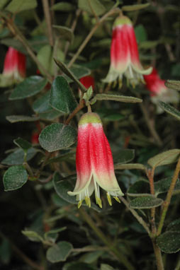 APII jpeg image of Correa 'Canberra Bells'  © contact APII