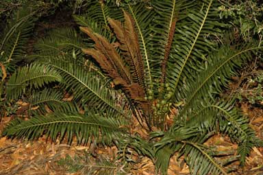 APII jpeg image of Blechnum nudum  © contact APII