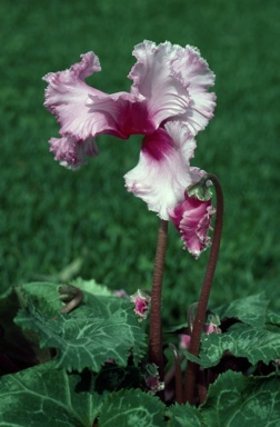 APII jpeg image of Cyclamen persicum  © contact APII