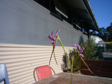 APII jpeg image of Diuris punctata 'y'  © contact APII