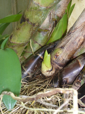 APII jpeg image of Grammatophyllum papuanum 'y'  © contact APII