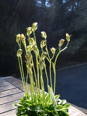 APII jpeg image of Pterostylis curta 'y'  © contact APII