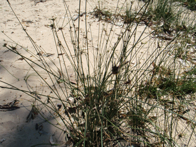 APII jpeg image of Cyperus gymnocaulos  © contact APII