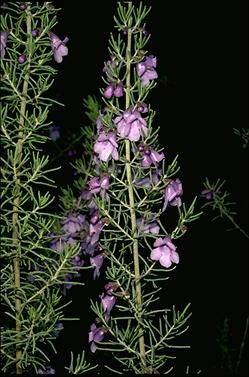 APII jpeg image of Prostanthera staurophylla  © contact APII