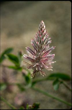 APII jpeg image of Ptilotus nobilis subsp. nobilis  © contact APII