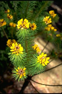 APII jpeg image of Pultenaea stipularis  © contact APII