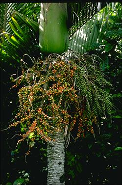 APII jpeg image of Rhopalostylis baueri  © contact APII