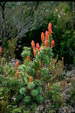 APII jpeg image of Richea scoparia  © contact APII