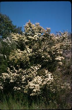 APII jpeg image of Ricinocarpos pinnifolius  © contact APII