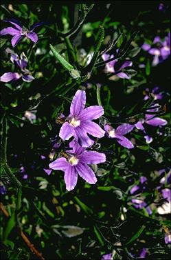 APII jpeg image of Scaevola ramosissima  © contact APII