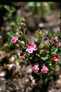 APII jpeg image of Scutellaria humilis  © contact APII